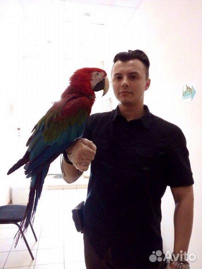 Ветеринарный врач