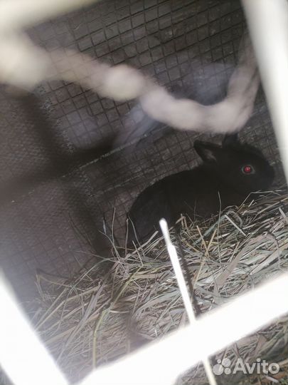 Декоративные кролики