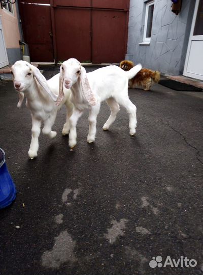 Продажа козлят камори - нубы