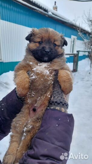 Отдам щенка в добрые руки