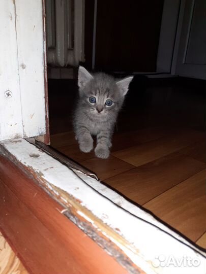 Отдам котят в добрые руки