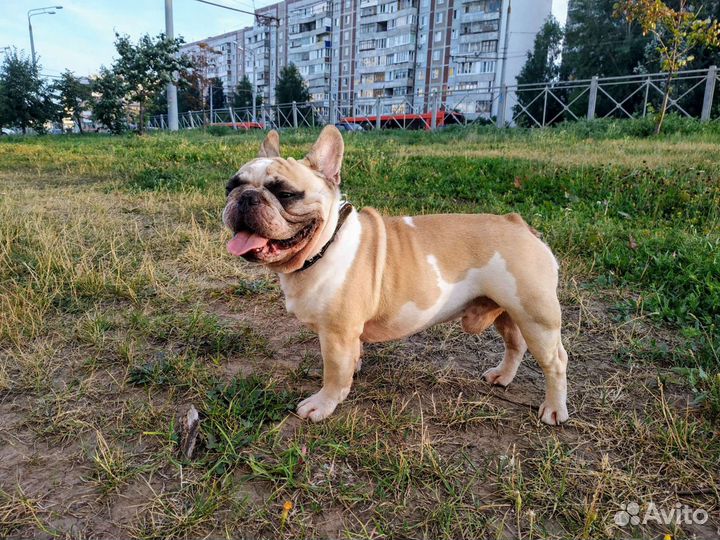 Вязка