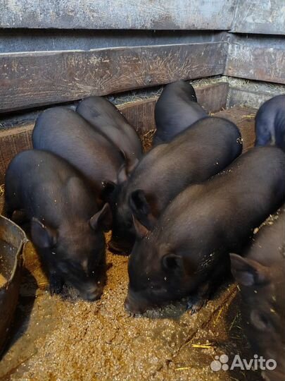 Вьетнамск вислобрюхий поросенок