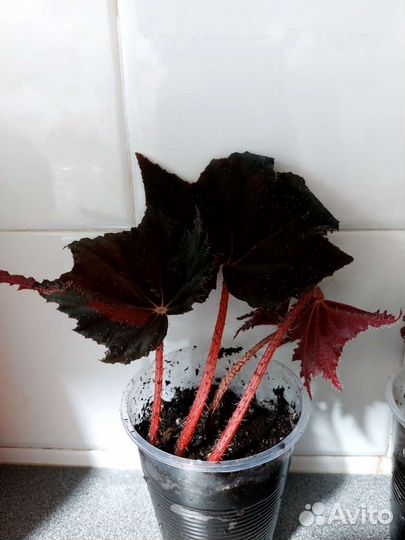 Бегония тигровая и бегония черный принц