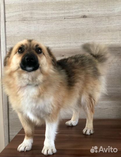 Маленькая собачка Микки 1 год ищет дом