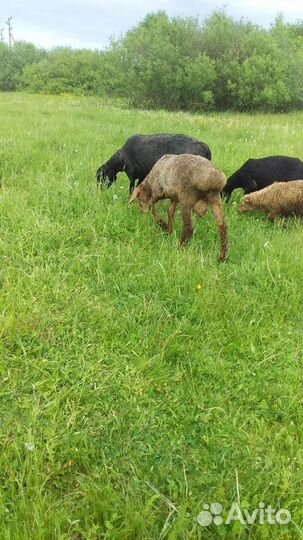 Овцы бараны ягнята