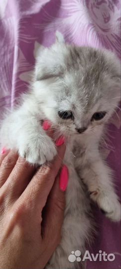 Шотландские вислоухие котята