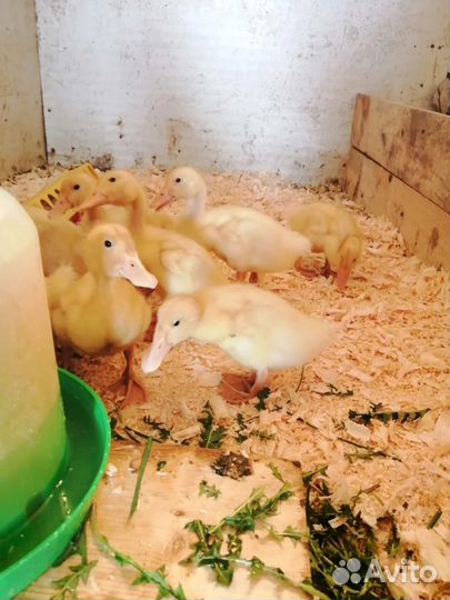 Бройлеры,гусята, утята, индюшата