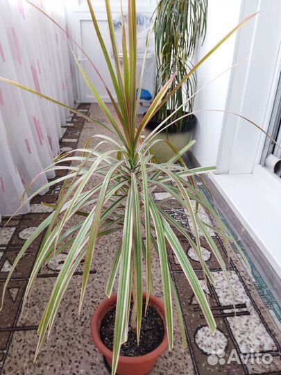 Спатифиллум