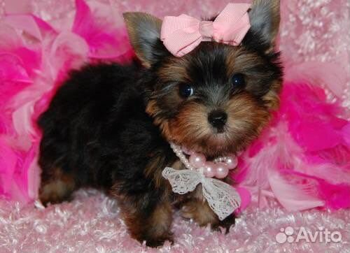 Мальчишки и девчонки