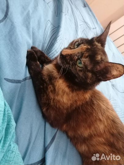 Отдам кошку в хорошие добрые руки