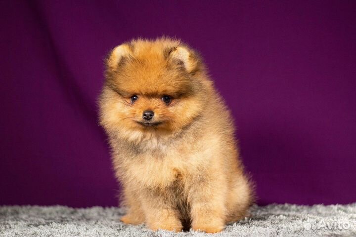 Рыжие девочки