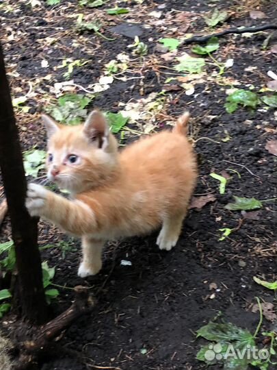 Котята на улице