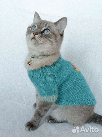 Свитер для кошки и собаки