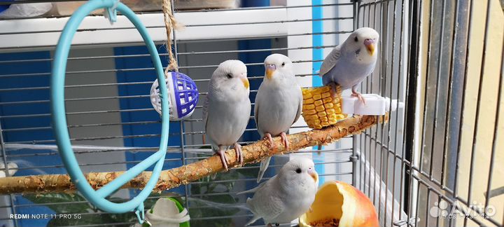 Попугайчики красивой расцветки