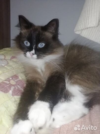 Невская маскарадная кошка ищет дом