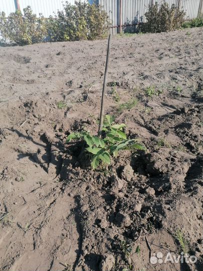 Грецкий орех