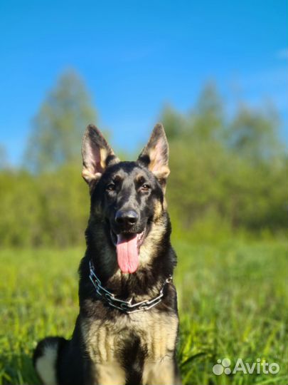 Подрощенные девочки но