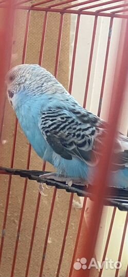 Волнистый попугай