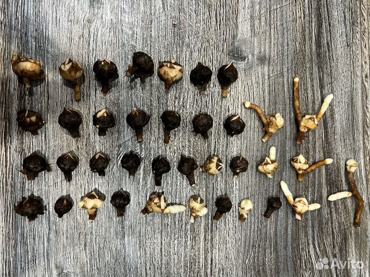 Клубни Алоказии Регал Шилдс