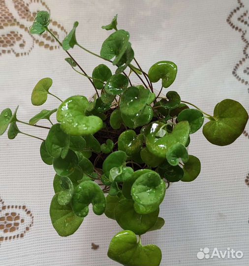 Ампельные цветы