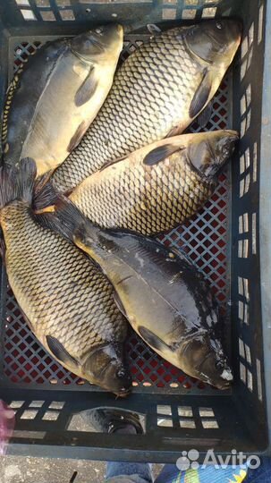 Живая рыба карп