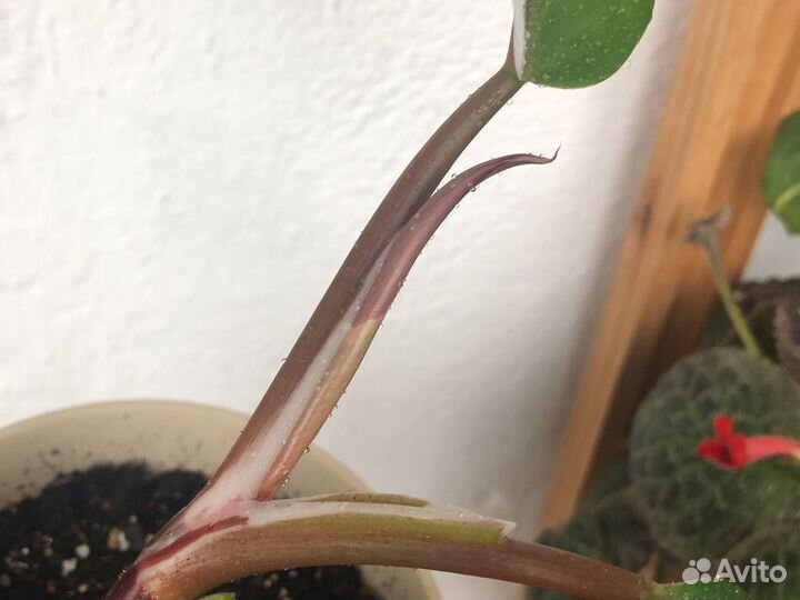 Филодендрон белый рыцарь