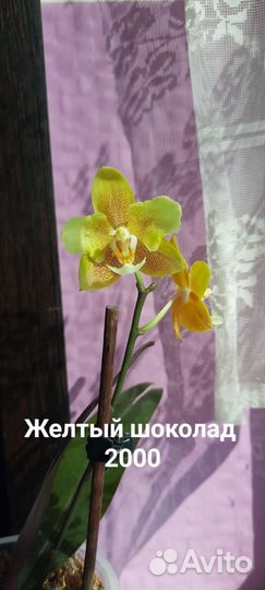 Орхидея фаленопсис