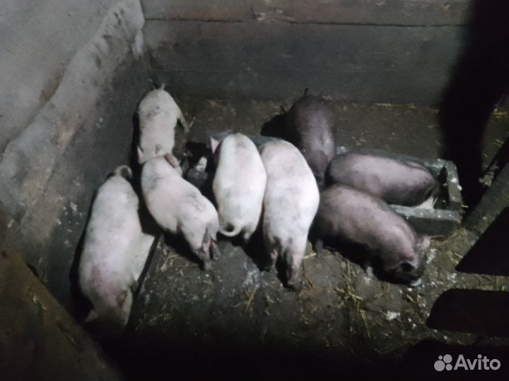 Продам поросят