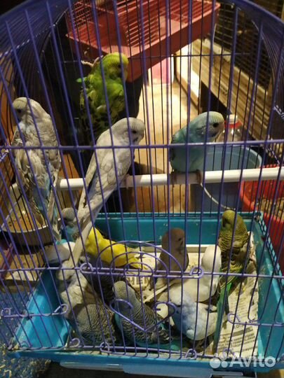 Попугаи и канарейки