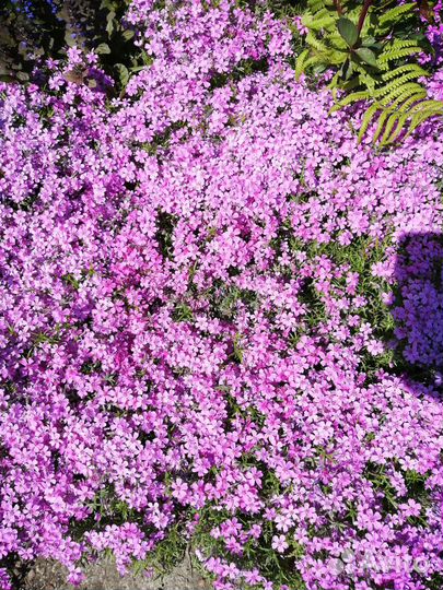 Флокс шиловидный, бадан, ветреница