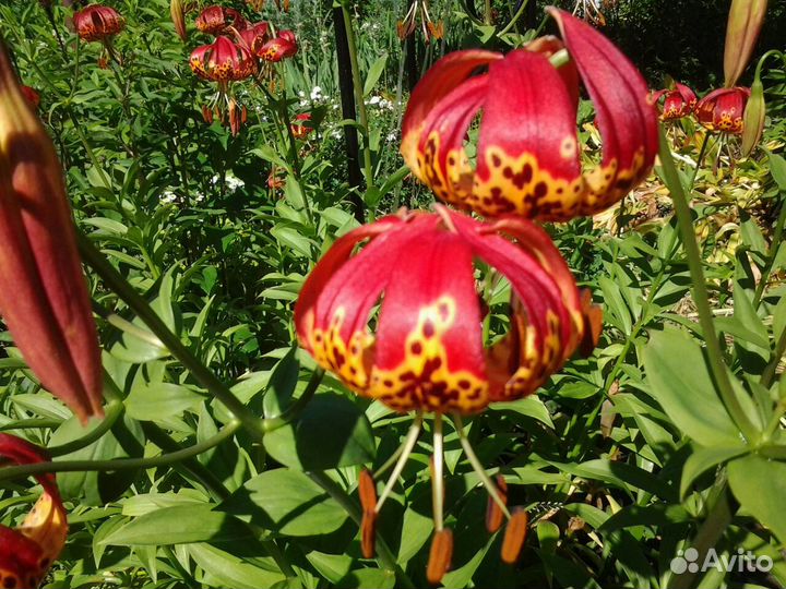 Лилии чалмовидные