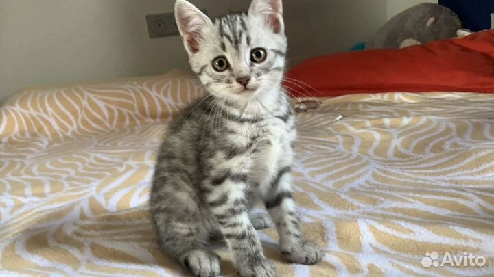 Котенок мальчик 1,5 мес