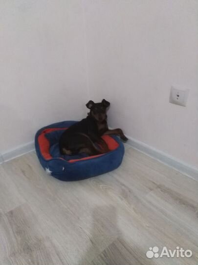 Мини доберман