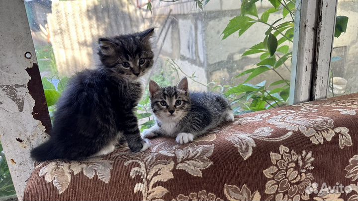 Сибирские котята