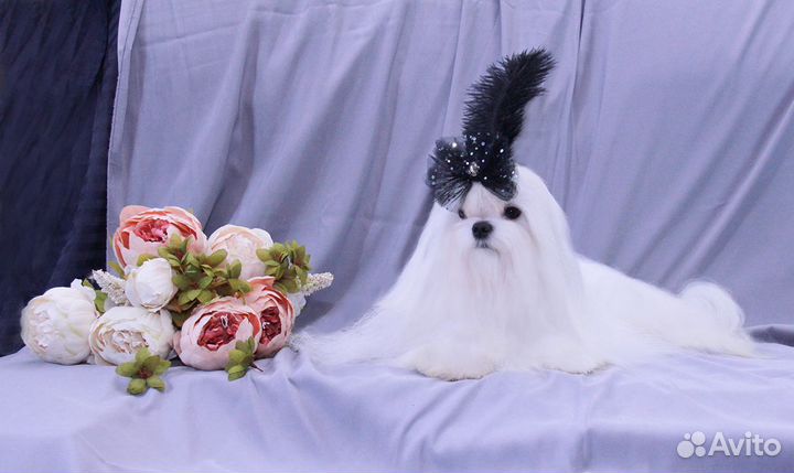 Мальтезе,кобель,предлагается для вязки