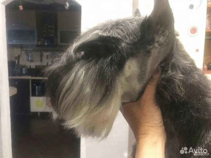 Стриппиинг и тримминг собак