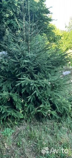 Ель живая местная от 2м