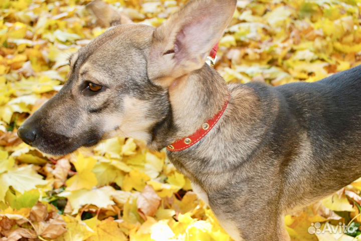 Собака в дар в добрые руки