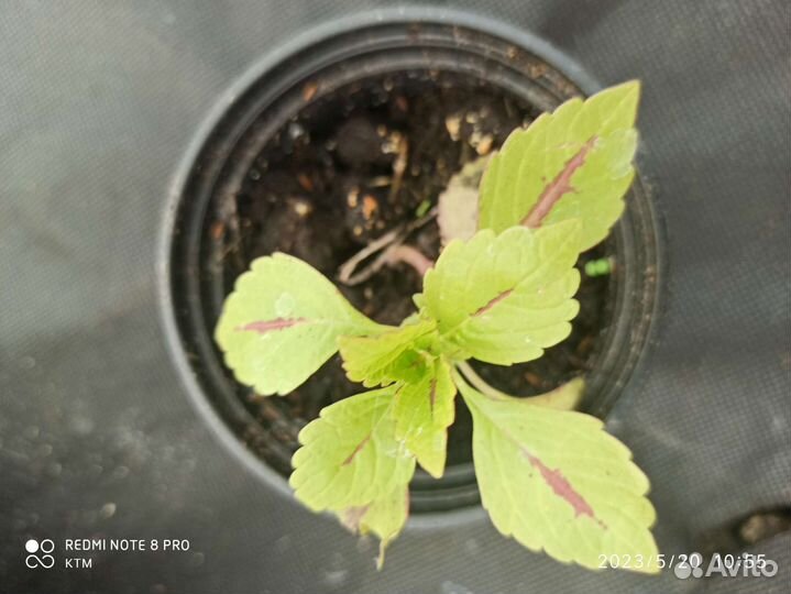 Колеусы вегетативные