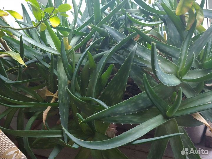 Алоэ срезанный куст