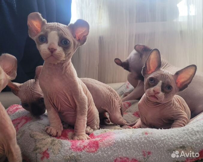 Канадский сфинкс Эльфики