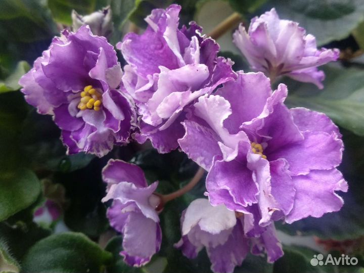 Фиалка сортовая сиреневый туман