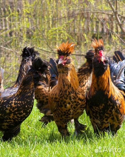 Цыплята Брамы и Павловских кур