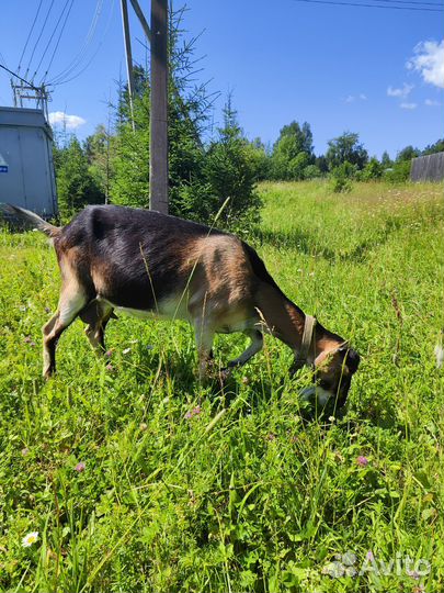 Козы ламанча