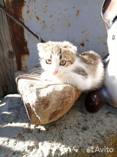 Котятки
