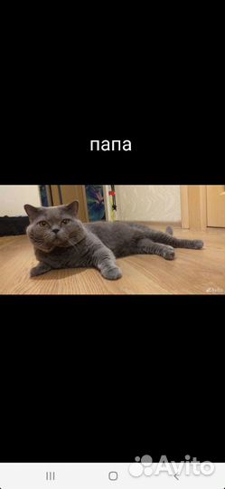 Шотландская