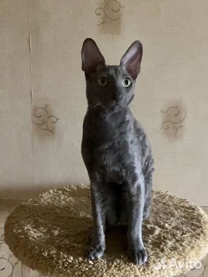 Котята корниш-рекс