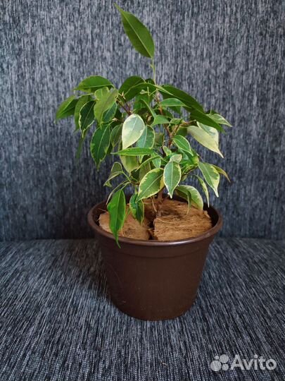 Фикус бенджамина