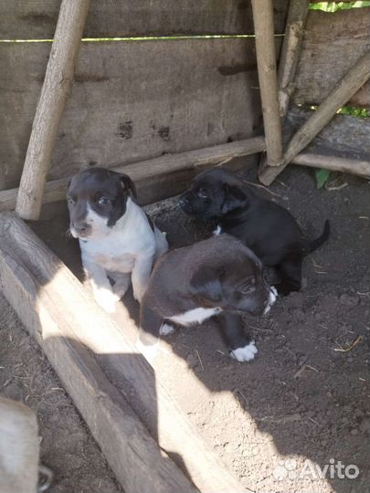 Щенки Алабая / красноносый питбуль